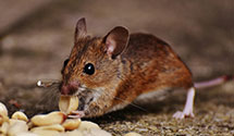 24 Hour & Emergency Exterminators in West Tremont, ME